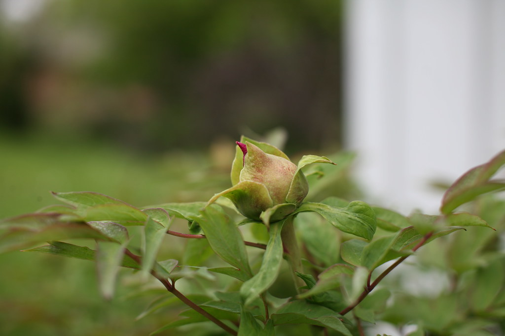 Paeonia suffruticosa, 'Island Minister' Japanese tree peon… Flickr