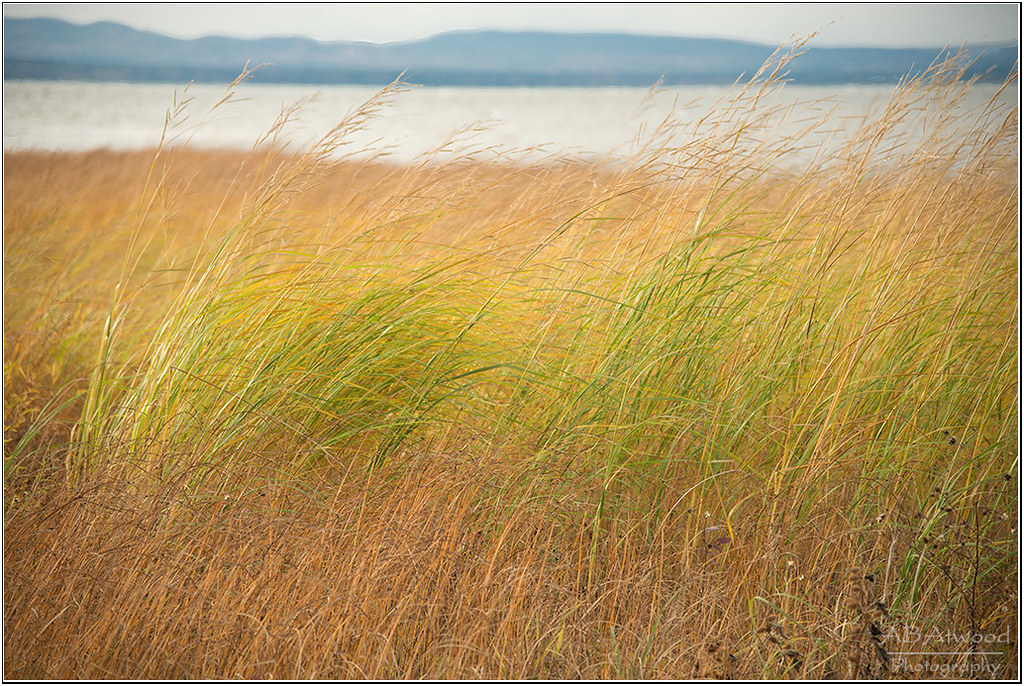 Colchester Vt Delta Park 20221020 011sm Alan Atwood Flickr