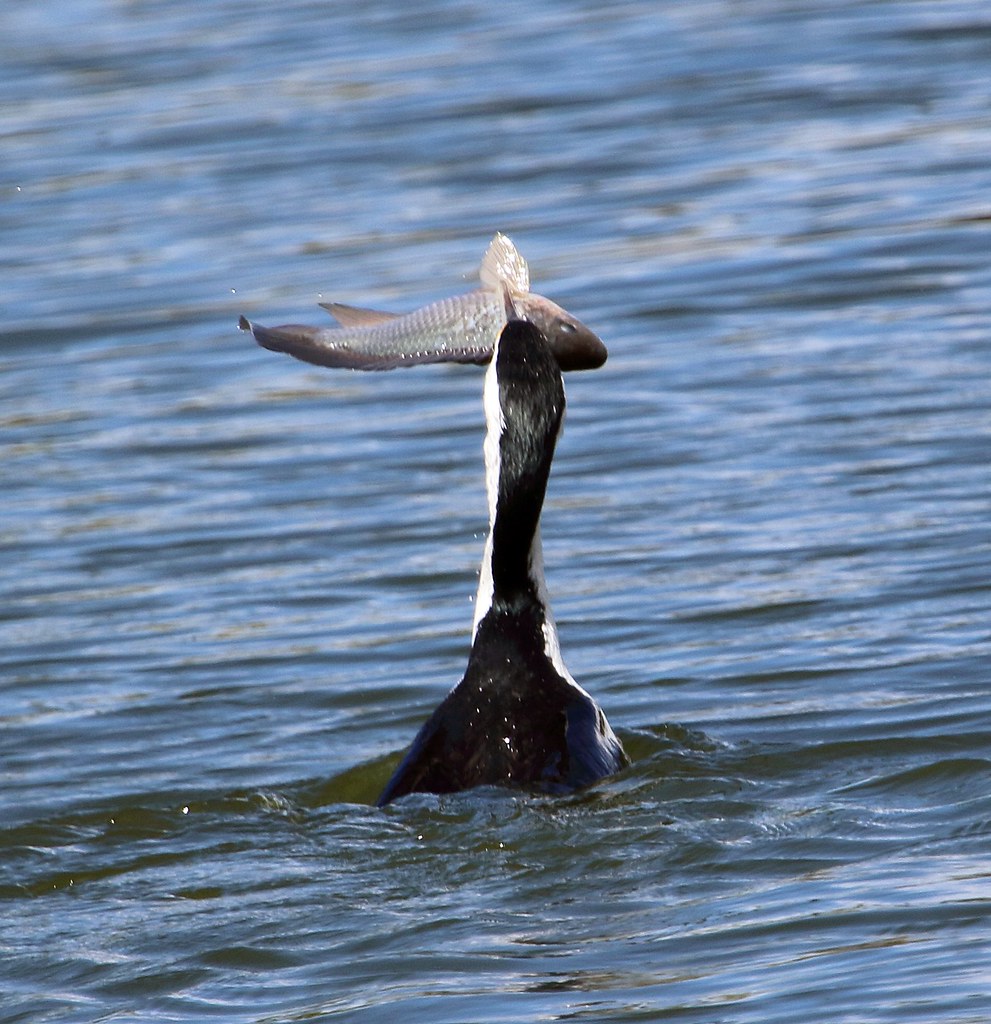Pied Cormorant Bowen, QLD iainrmacaulay Flickr