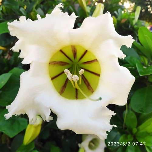 Devil's Trumpet Chin yon sin Flickr