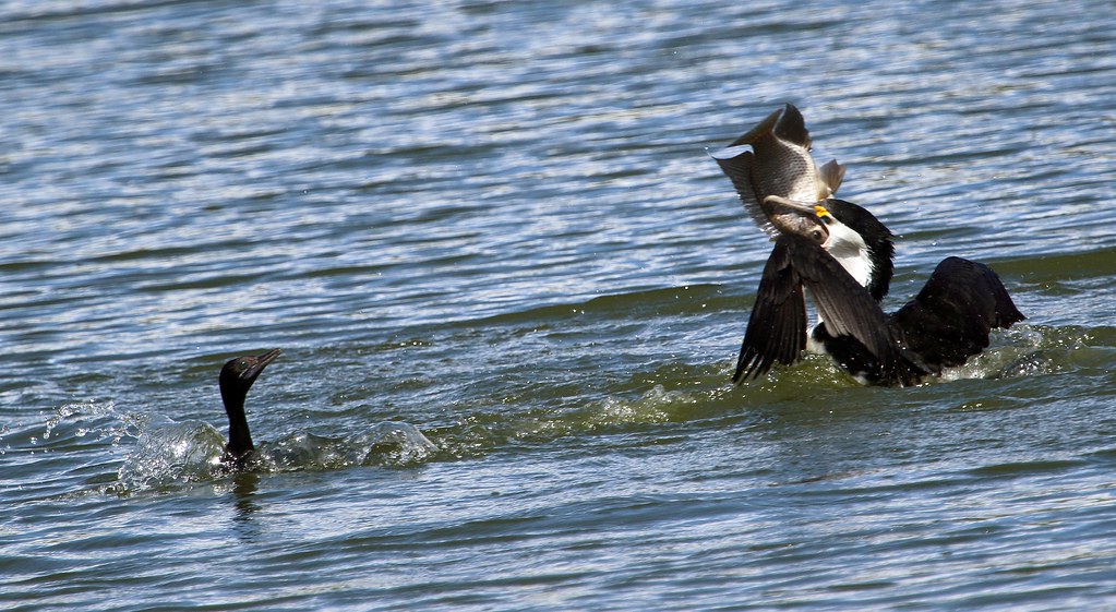 Pied Cormorant Bowen, QLD iainrmacaulay Flickr