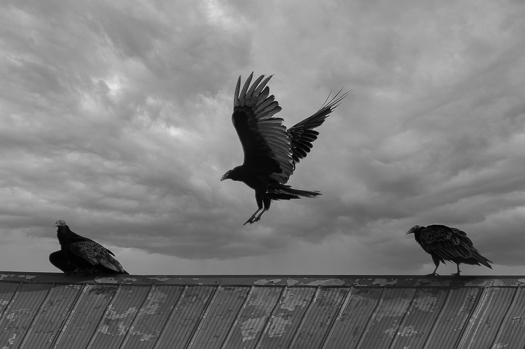 Attack of the Turkey Vultures Attack of the Turkey Vulture… Flickr