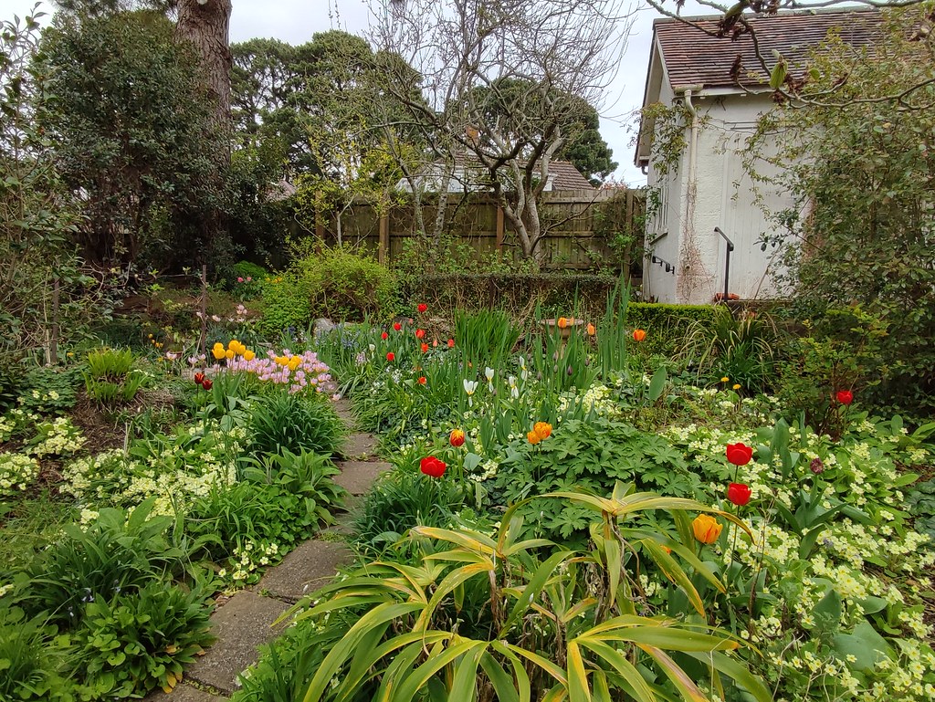 IMG_20230416_151128 21 Beechwood Garden April 2023 Jeff Collman