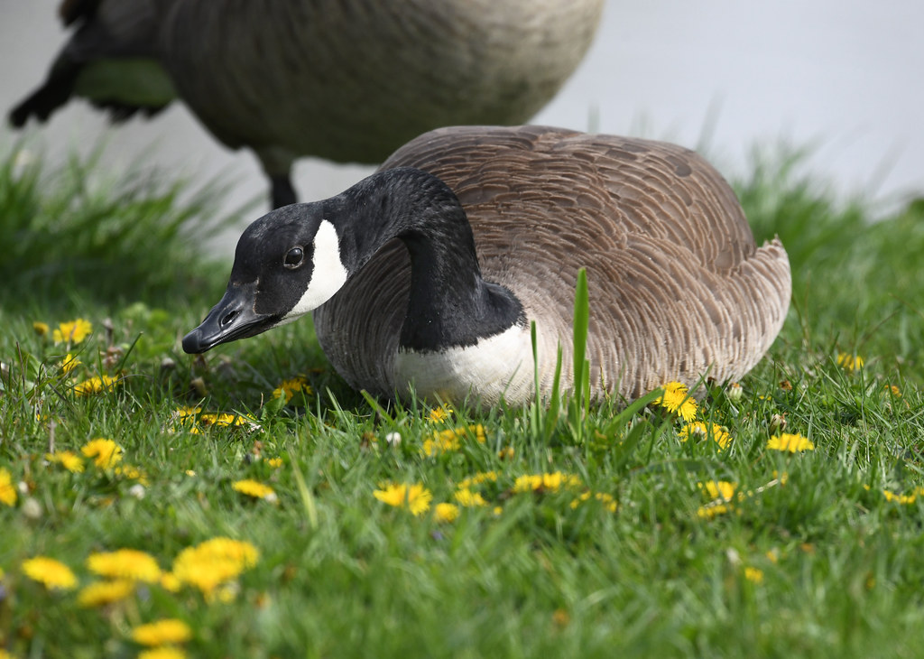850_6417 Getting Cozy Canada Goose Getting nice and comfy … Flickr