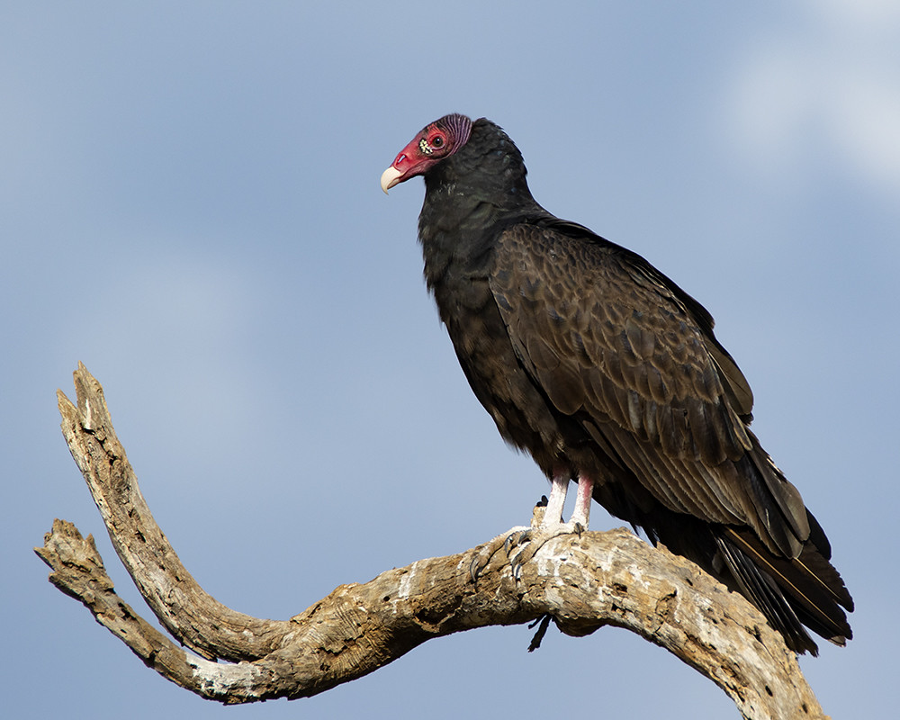 Turkey Vulture Turkey Vulture (Cathartes aura) b County… Jim