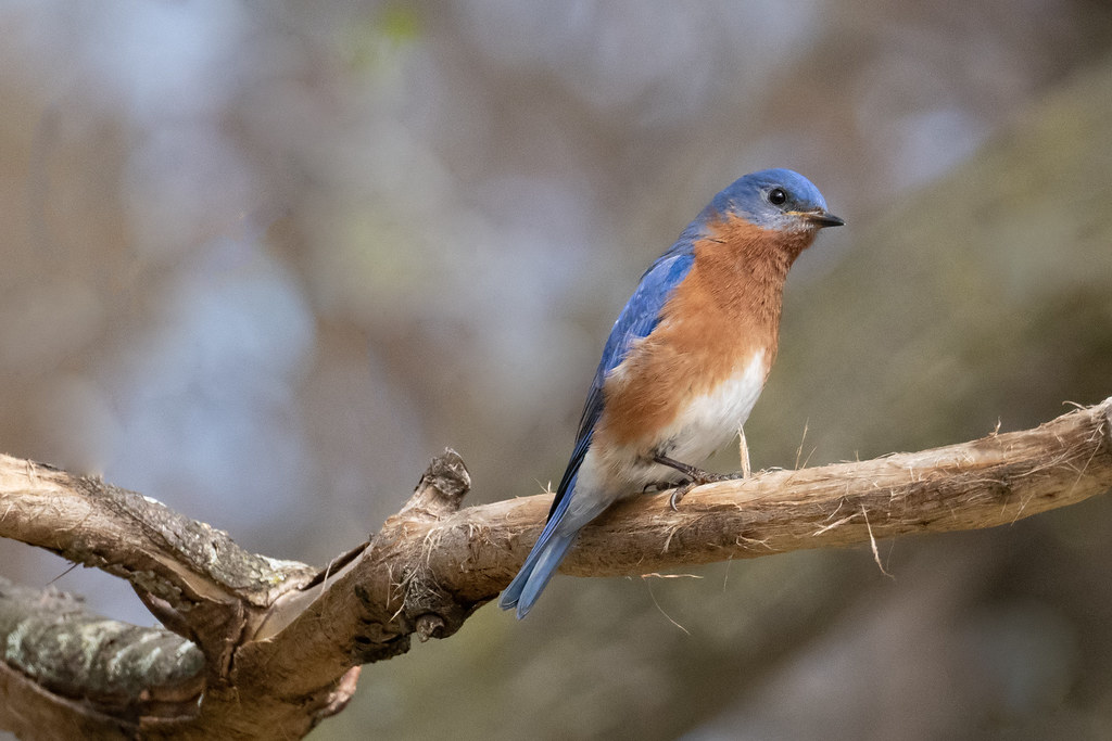 Eastern bluebird Mr. Bluebird looking at real estate with … Flickr