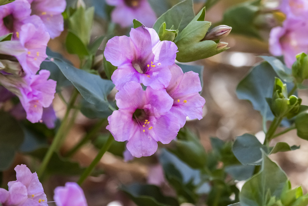 4 o'clock flowers Renee Grayson Flickr