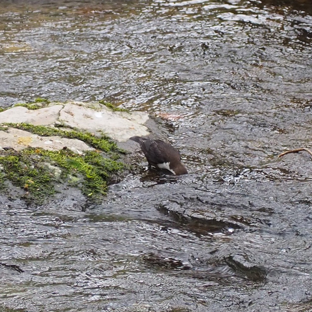 Little Dipper…Dipping Dipper bird doing what it oughta….at… Flickr