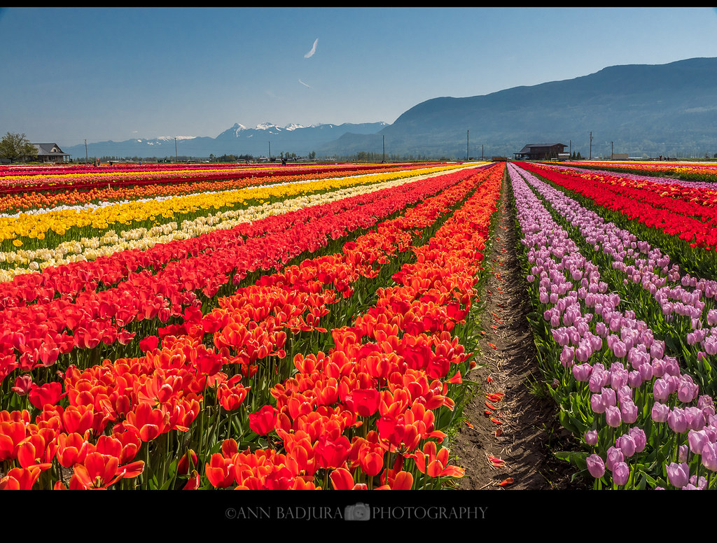 Canadian Tulip Fields Beautiful tulip fields at Lakeland F… Flickr