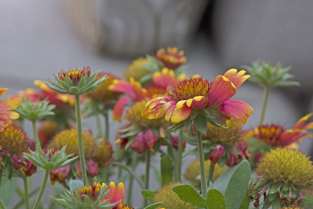 Eddie's Flowers Larry Bryant Flickr