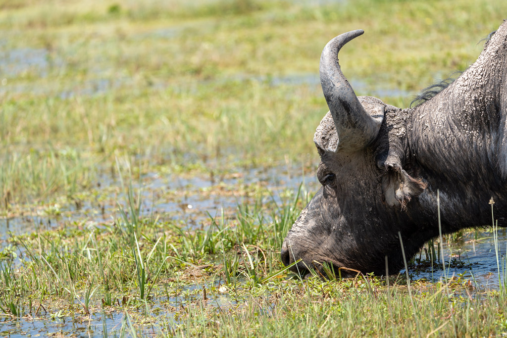 Cape Buffalo drinks water in Amboseli National Park Kenya … Flickr