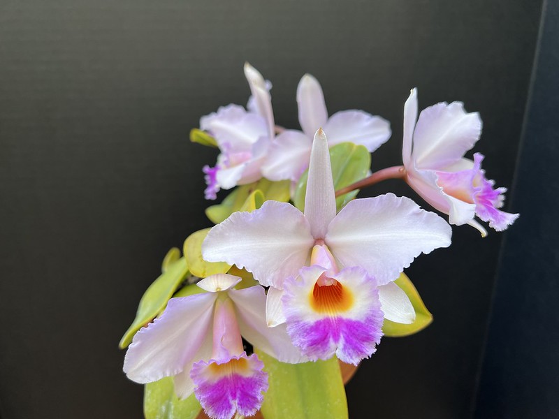 Recent Cattleya Blooms (Early May Edition) Orchid Board Most