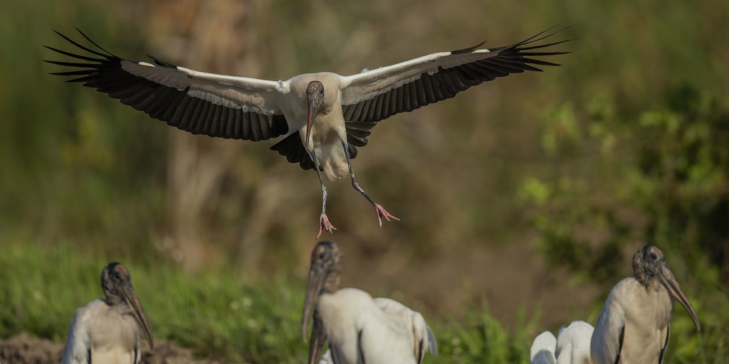 Wood Stork Landing Fellsmere Grade, Florida Glenn Alexon Flickr