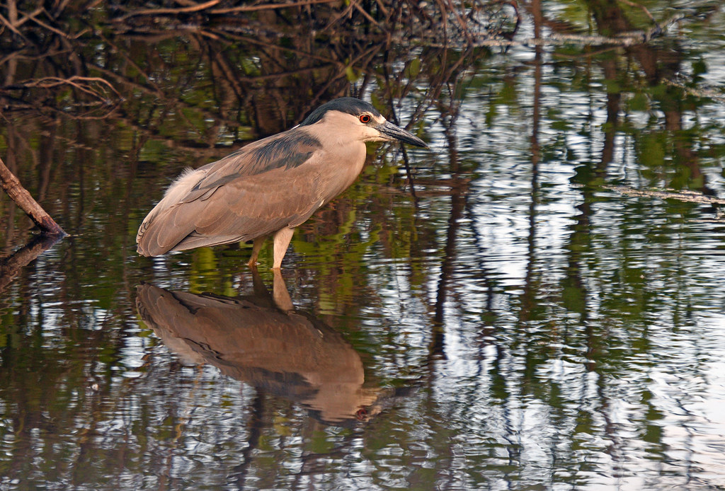Blackcrowned NightHeron Red Slough WMA, McCurtain County… Flickr