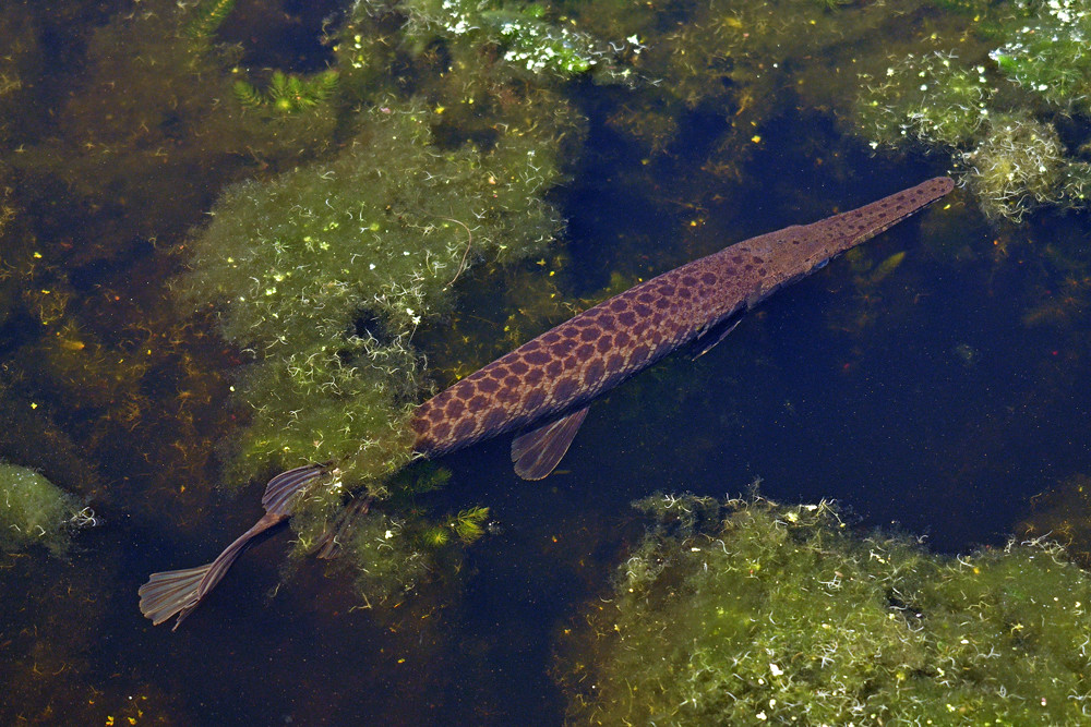 Spotted Gar Red Slough WMA, McCurtain County David Arbour Flickr