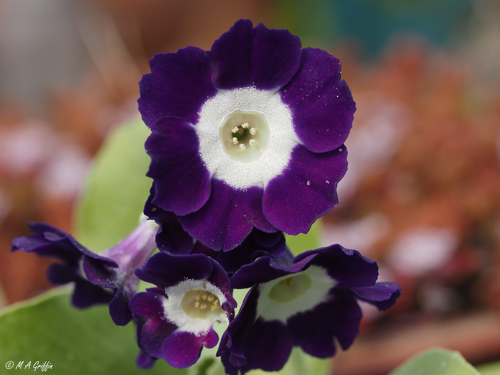 Eden Blue Star In my garden Mark Griffin Flickr