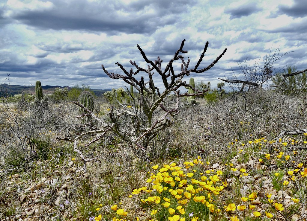 Buckhorn cholla cactus Near Dudleyville, AZ Art by Bart Flickr