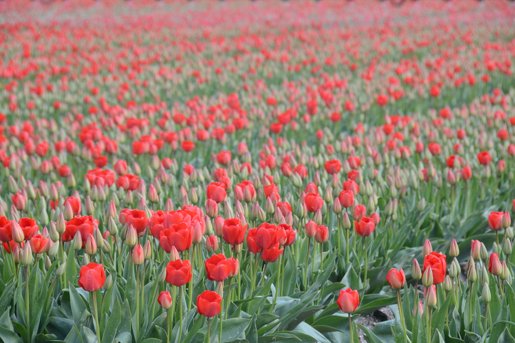 Tulip Fields Tulip Fields near Emmeloord amoamas07 Flickr