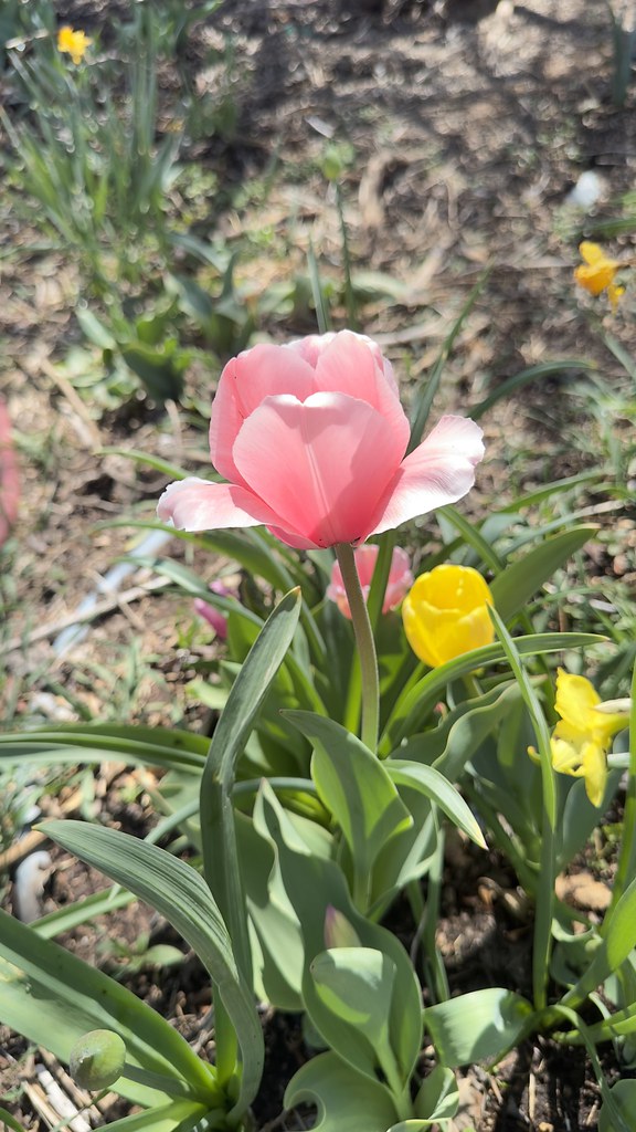 Plants Spring flowers In Albuquerque, New Mexico Robert Tafoya Flickr