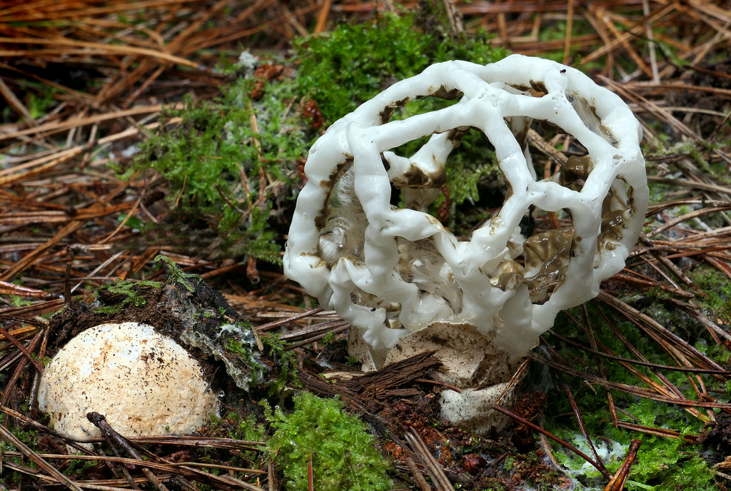 Basket Fungi. Ileodictyon cibarium is a saprotrophic speci… Flickr