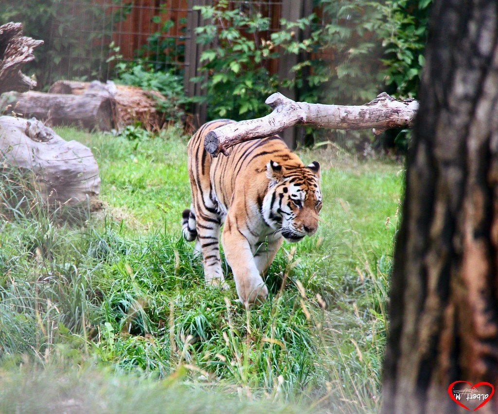 Tiger Wood.. MekeniAbe Koo Flickr