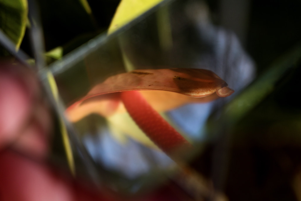 Foto Emma Emma Samara Flickr