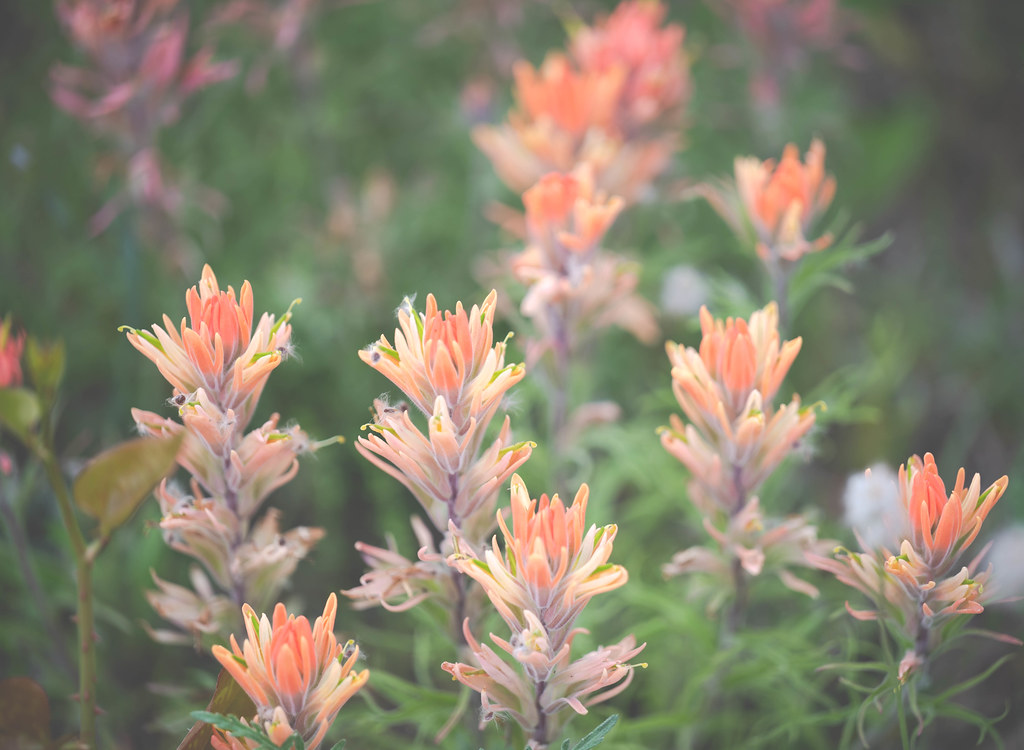 Prairie Paintbrush Ginger☮︎Snap Flickr