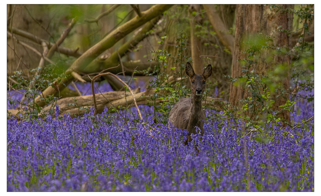 Roe Deer Spent a few hours in a local woodland. The deer w… Flickr