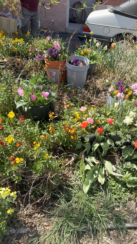 Plants Spring flowers In Albuquerque, New Mexico Robert Tafoya Flickr
