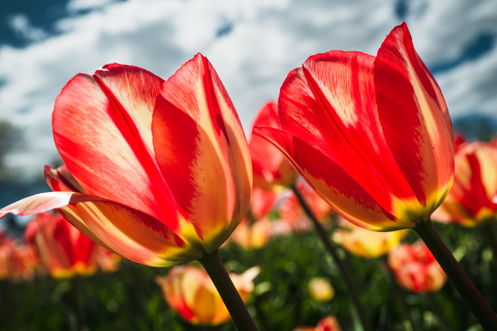 [126] Everything’s coming up tulips It's that time once ag… Flickr