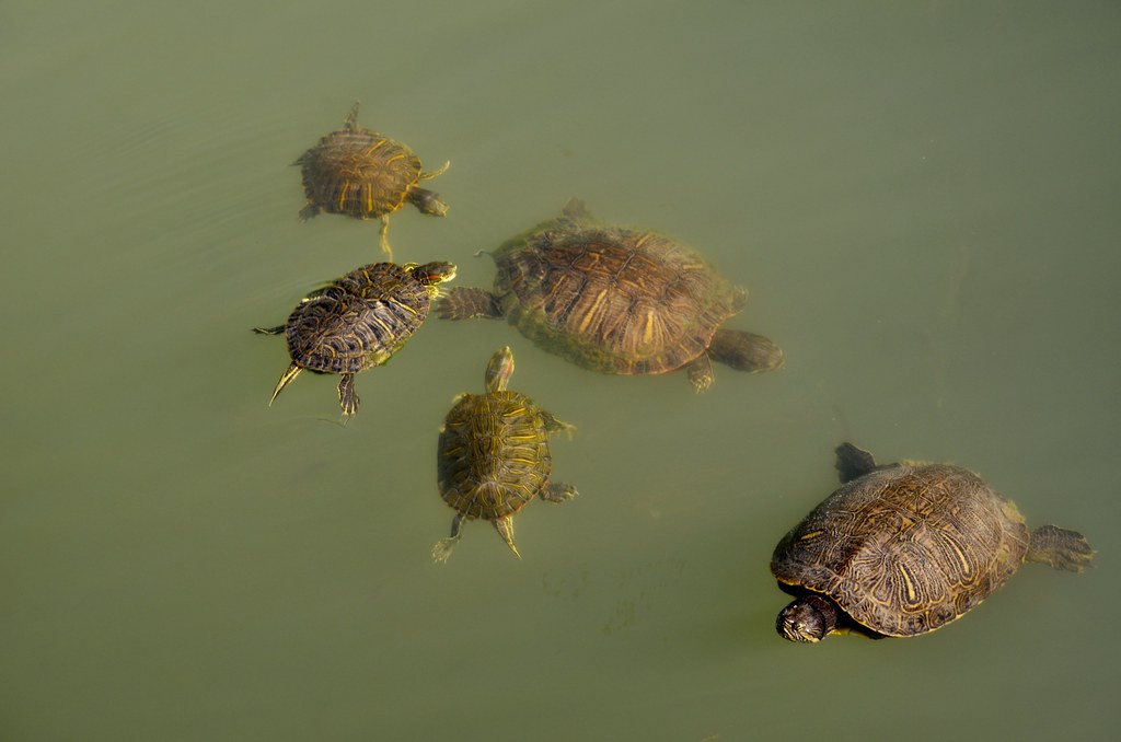 Redeared Sliders Happy Slider Sunday Doris Flickr