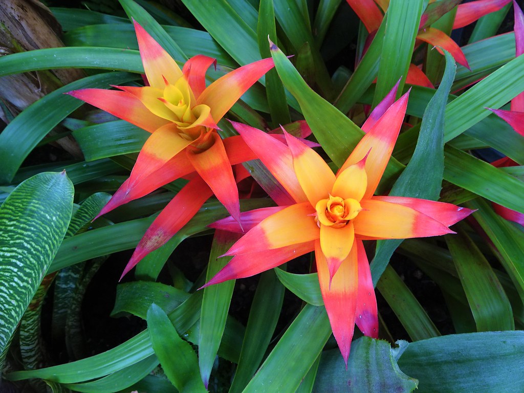 Oamaru Otago. New Zealand. Stunning Bromeliad flower in th… Flickr