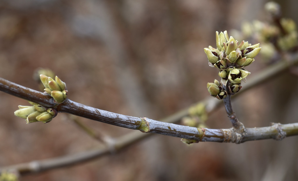 male flowers, boxelder N bank Pine Tree Brook W of Brook R… Flickr