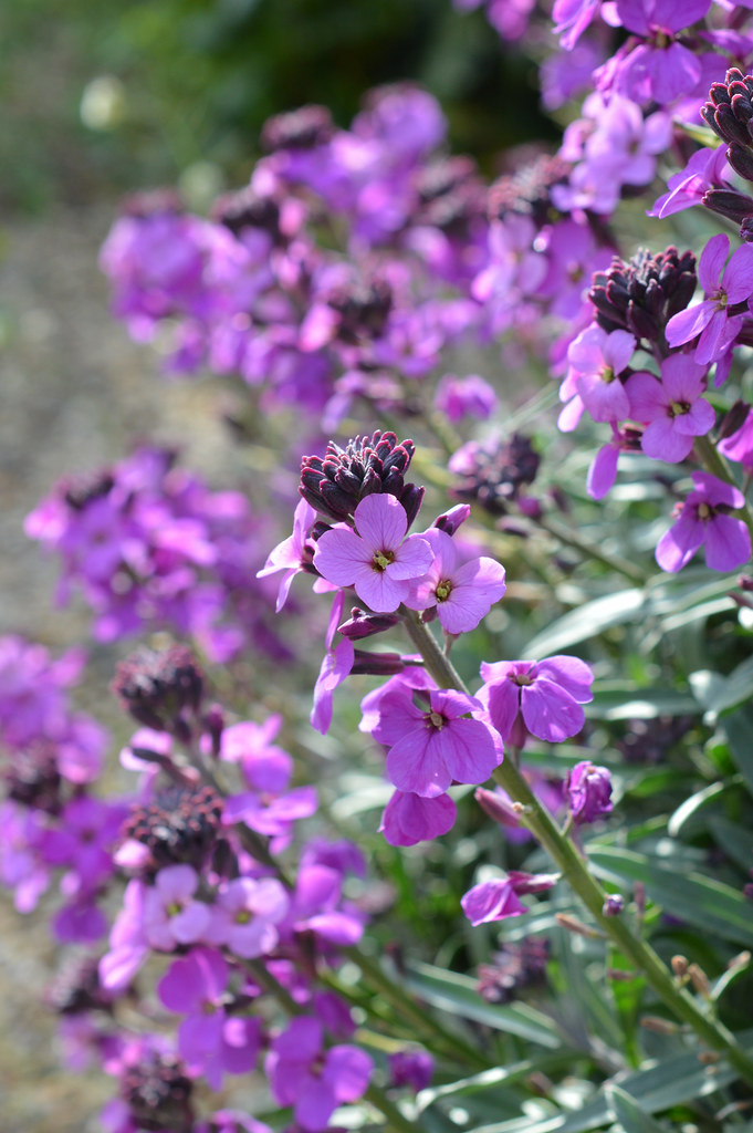 Purple Perennial Wallflowers flourishing in the Regent's P… Flickr