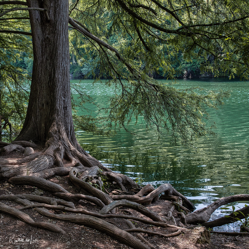 Roots Of A Bald Cypress Tree, Red Bud Isle, Austin, Texas a photo on