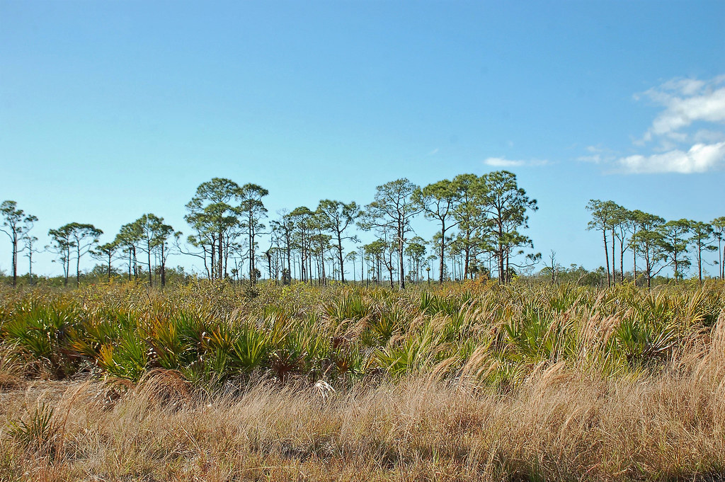 Pine Pine Flatwoods, Florida, Collier County, Rookery Bay… Flickr