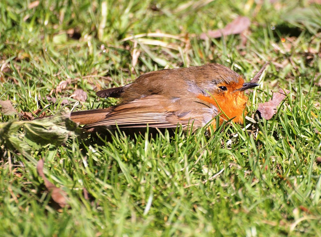 "HALF ASLEEP",.........This Robin lay in the grass soaking… Flickr