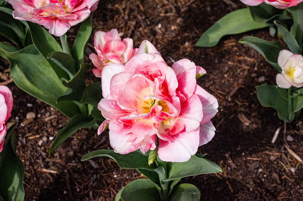 Pink Flower Not sure what this flower is called. Thought i… Flickr