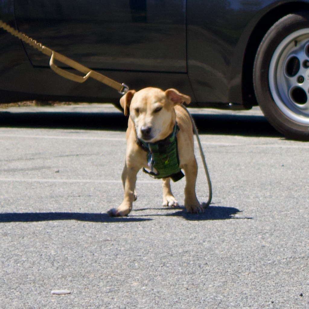 Andover Cars and Coffee May '23 Tom Norris Flickr