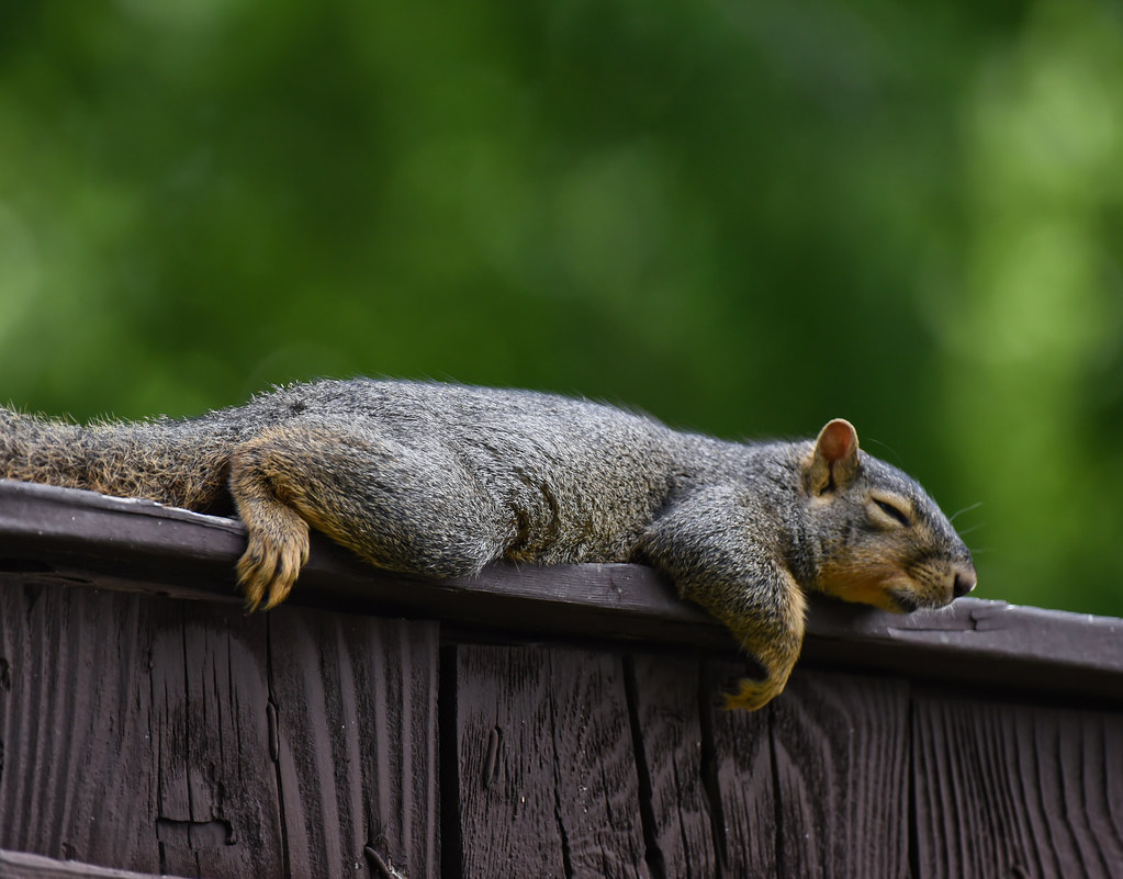 Squirrel Caught this squirrel sleeping on the fence. He'd … Flickr