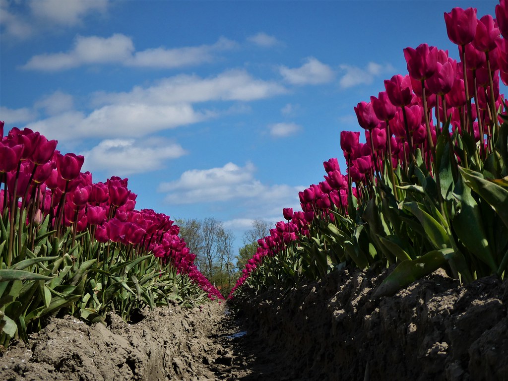 Tulips Location NOpolder. Koos Nuninga Flickr