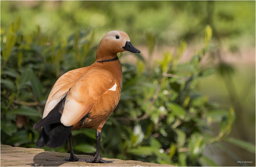 Blick über die Schulter | werner lohmanns | Flickr