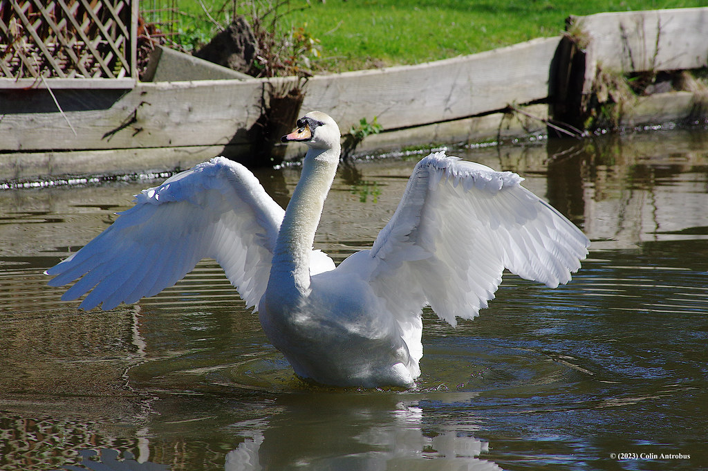 3KA19333a_CT Swan on the LeedsLiverpool Canal at Maghull,… Flickr