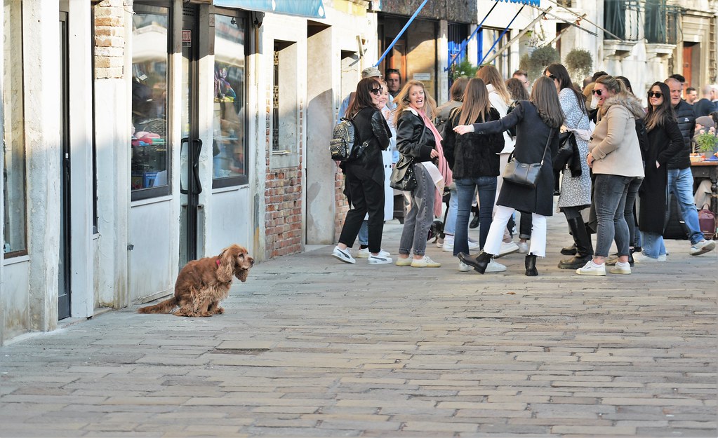 Dogs in Venice 1 Natalia Flickr