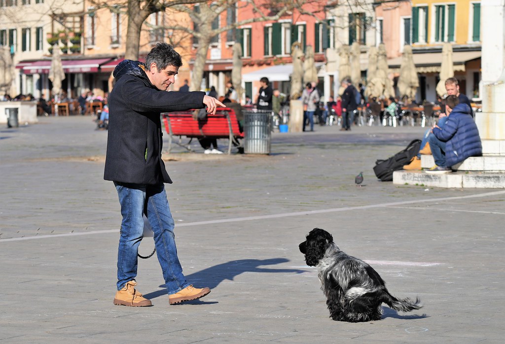 Dogs in Venice 8 Natalia Flickr