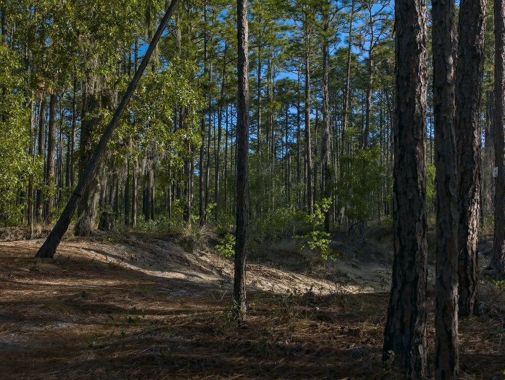 Any day now! Withlacoochee State Forest, Citrus County, F Rich Sena