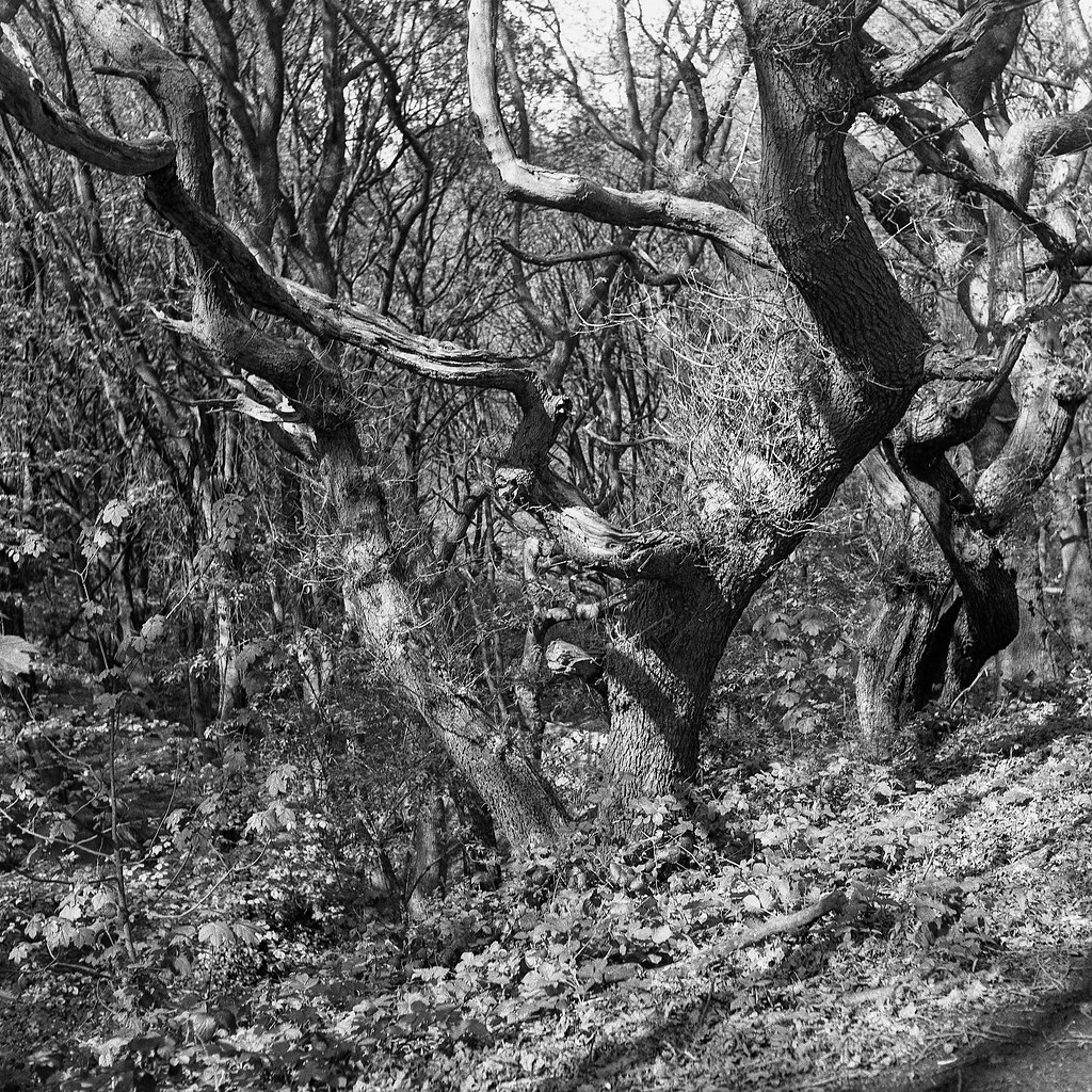 Woods near Asquith Avenue, Morley 1 Image taken with Yashi… Flickr