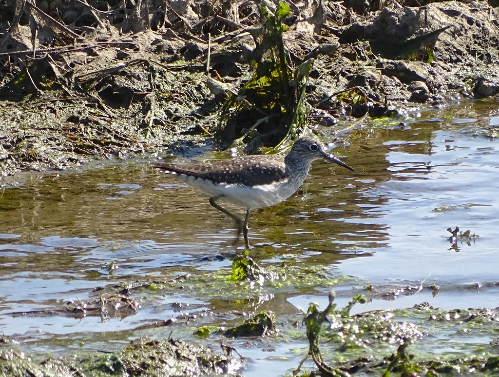 Solitary Sandpiper 2 Hebron Fish Hatchery Christopher Dyer Flickr