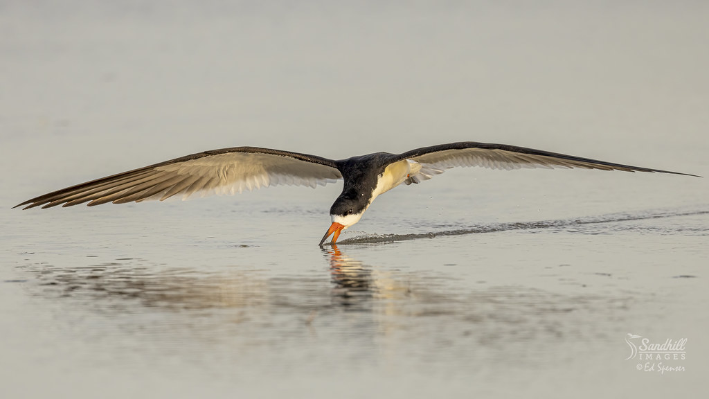 Another black skimmer skimming for fish 20230503_Y8A0536… Flickr