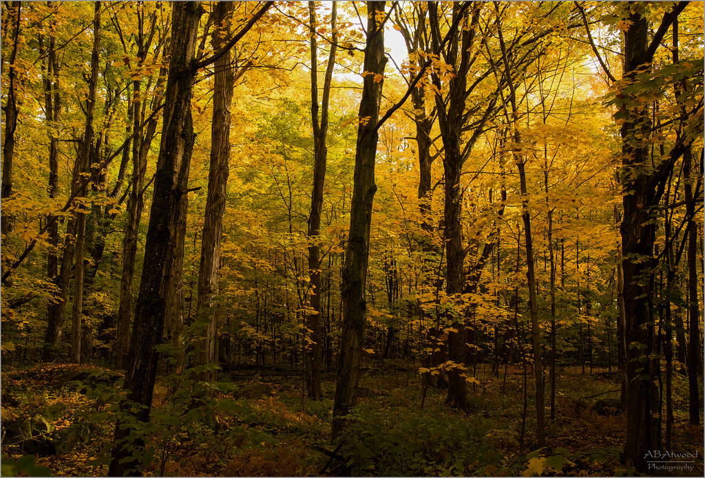 Bristol Vt Notch Rd 20221007 107Edit2 d Alan Atwood Flickr